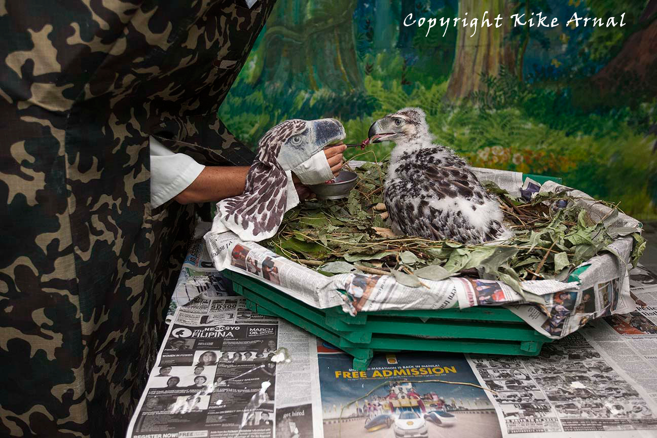 Raptor Resource Project Blog Philippine Eagle Puppet Feeding