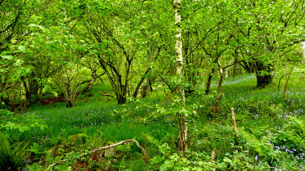Stock Wood Farm, 45 acres of Stunning Exmoor Land For Sale Grazing