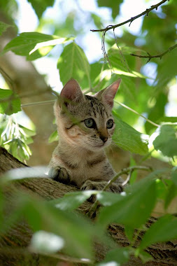 Mi gato FOTO GANADORA