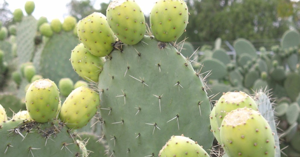 El nopal y la tuna, deliciosa tradición de antaño