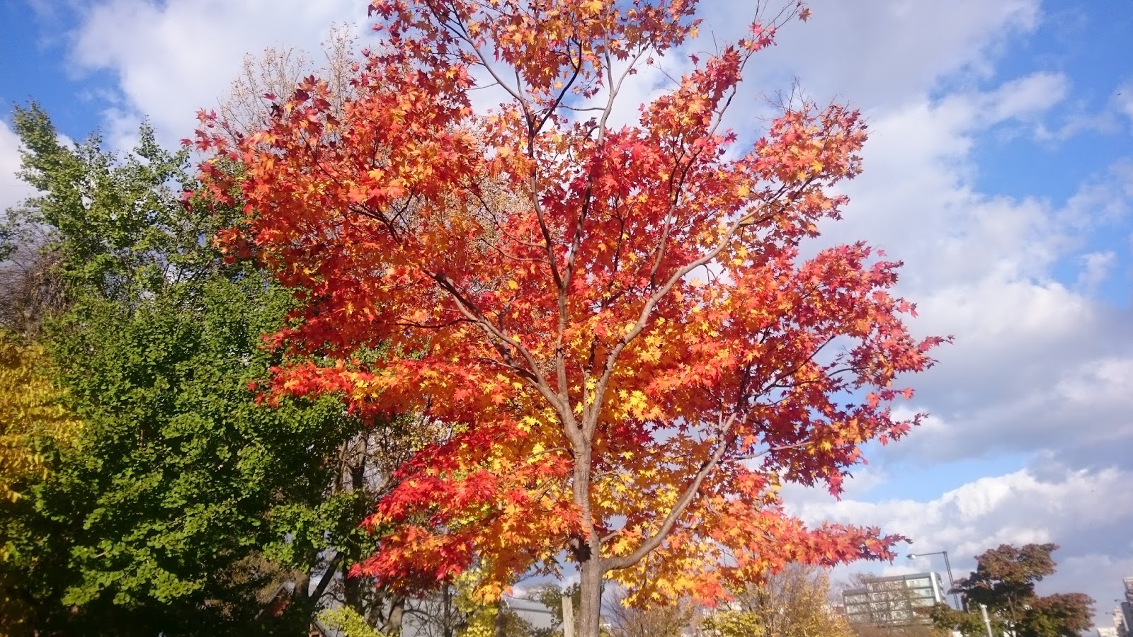 talkhokkaido Autumn in Sapporo 10