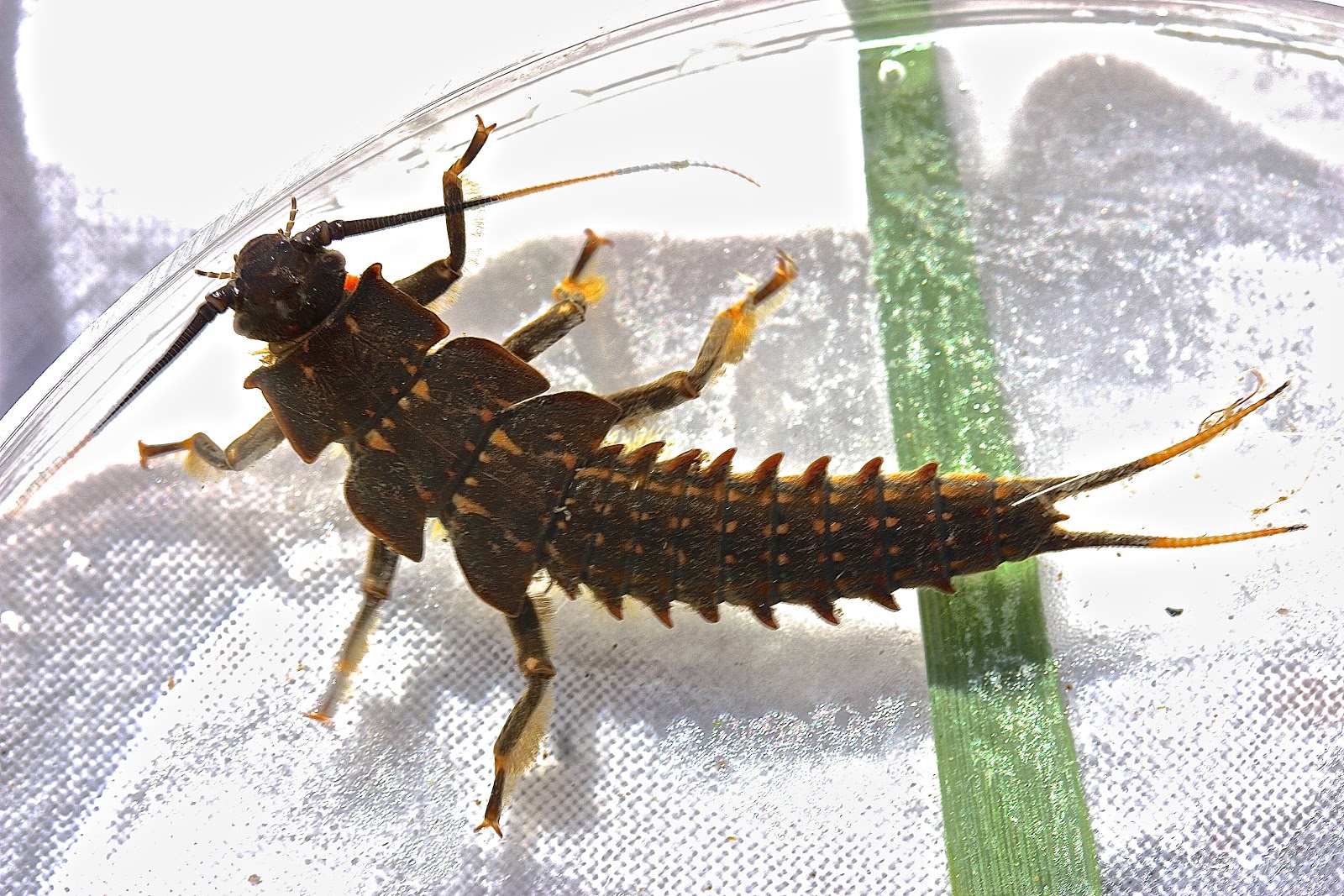 Aquatic Insects of Central Virginia: Photos from the Rapidan River