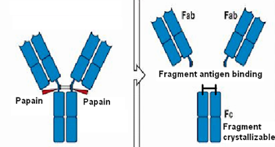 Proteolytic cleavage by Papain