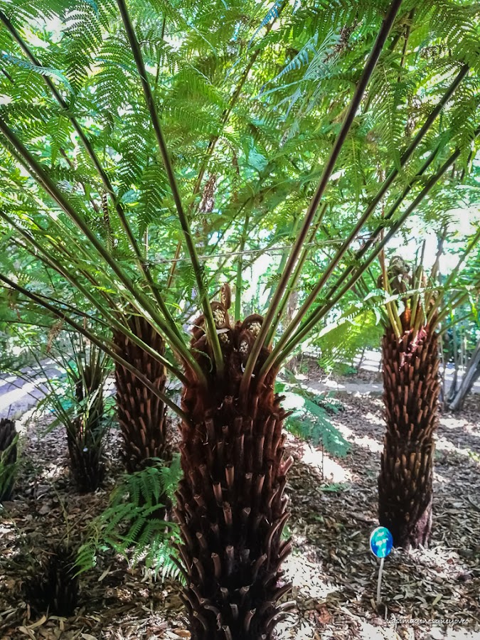 Estufa Fría del parque Juan Carlos I