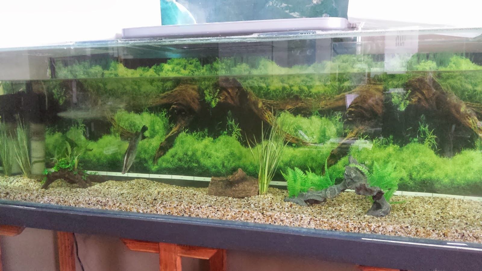 Fishing Cairns My Little Babies!