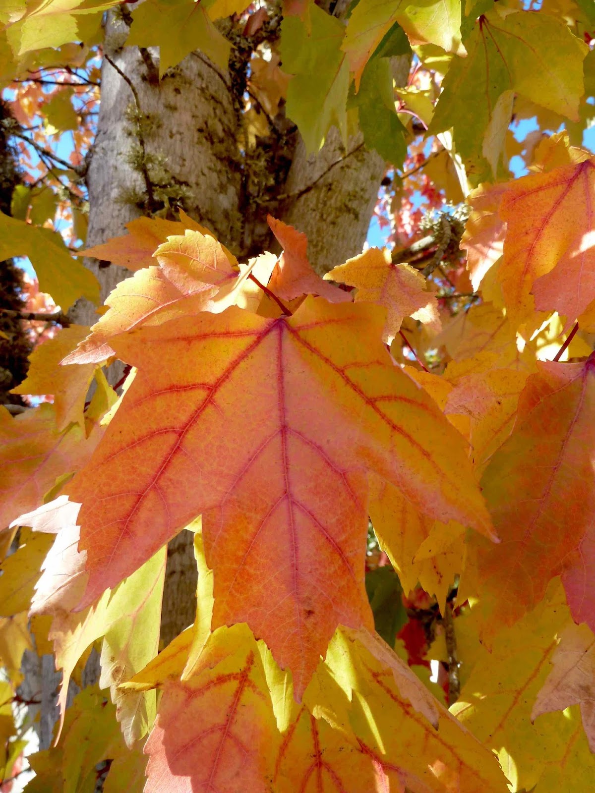 Boulderneigh Waxing poetic