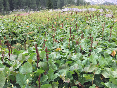 Rumex alpinus – Munk’s Rhubarb, Alpine Dock (Romice acetosella)