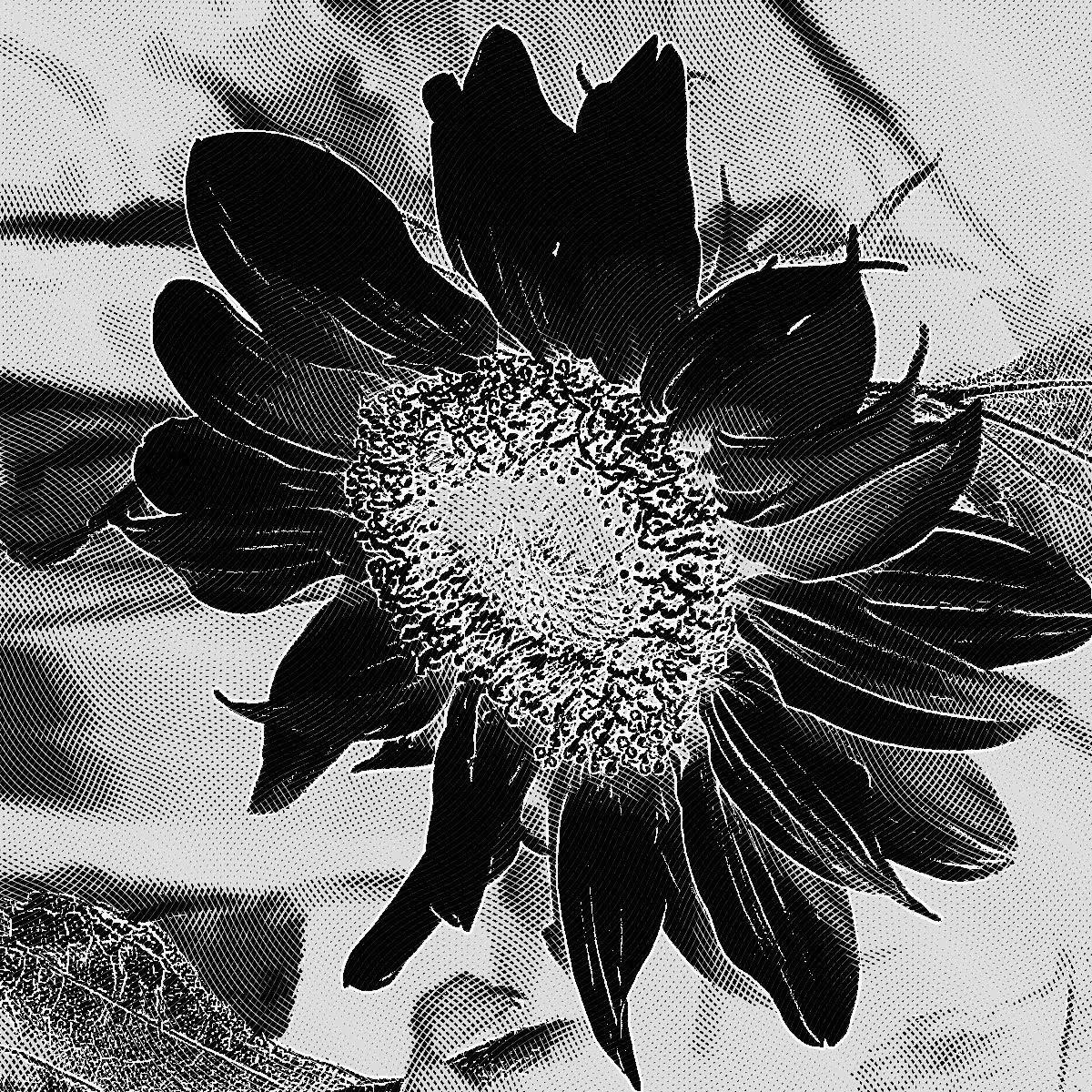 Flower no watermark free stock image Flower no watermark free stock image