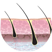 Scalp (kulit kepala) Scalp (kulit kepala)