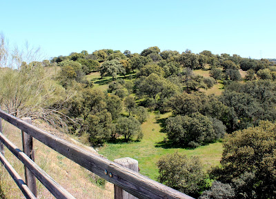 Encinares por la Vía Verde de la Jara