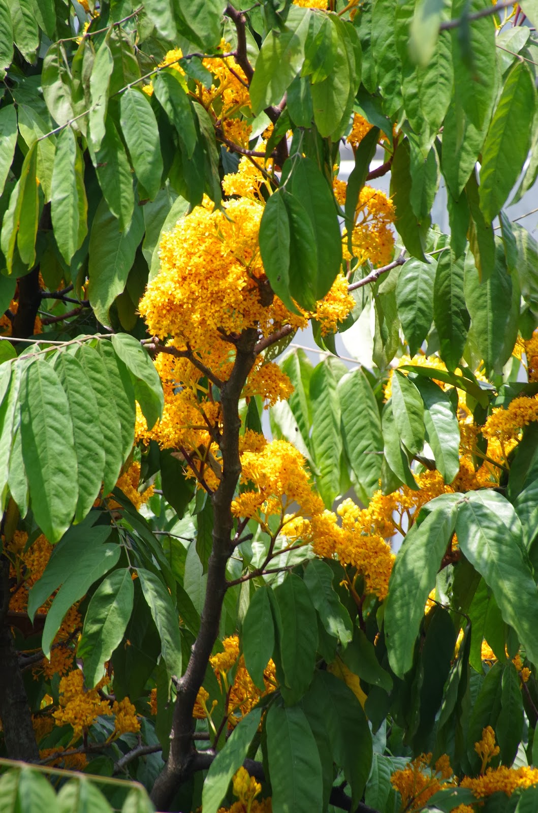 Trees and Plants: Yellow Saraca