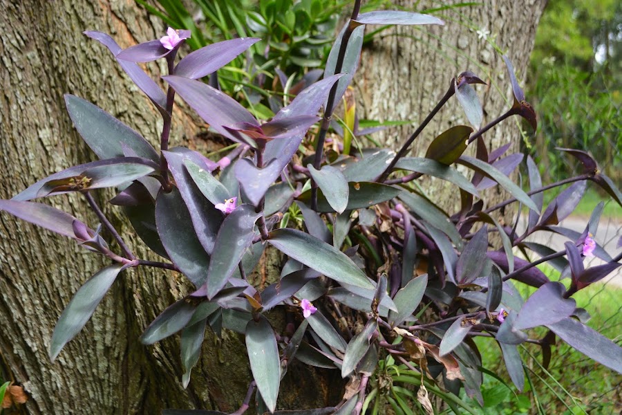 Trasdescantia Pallida