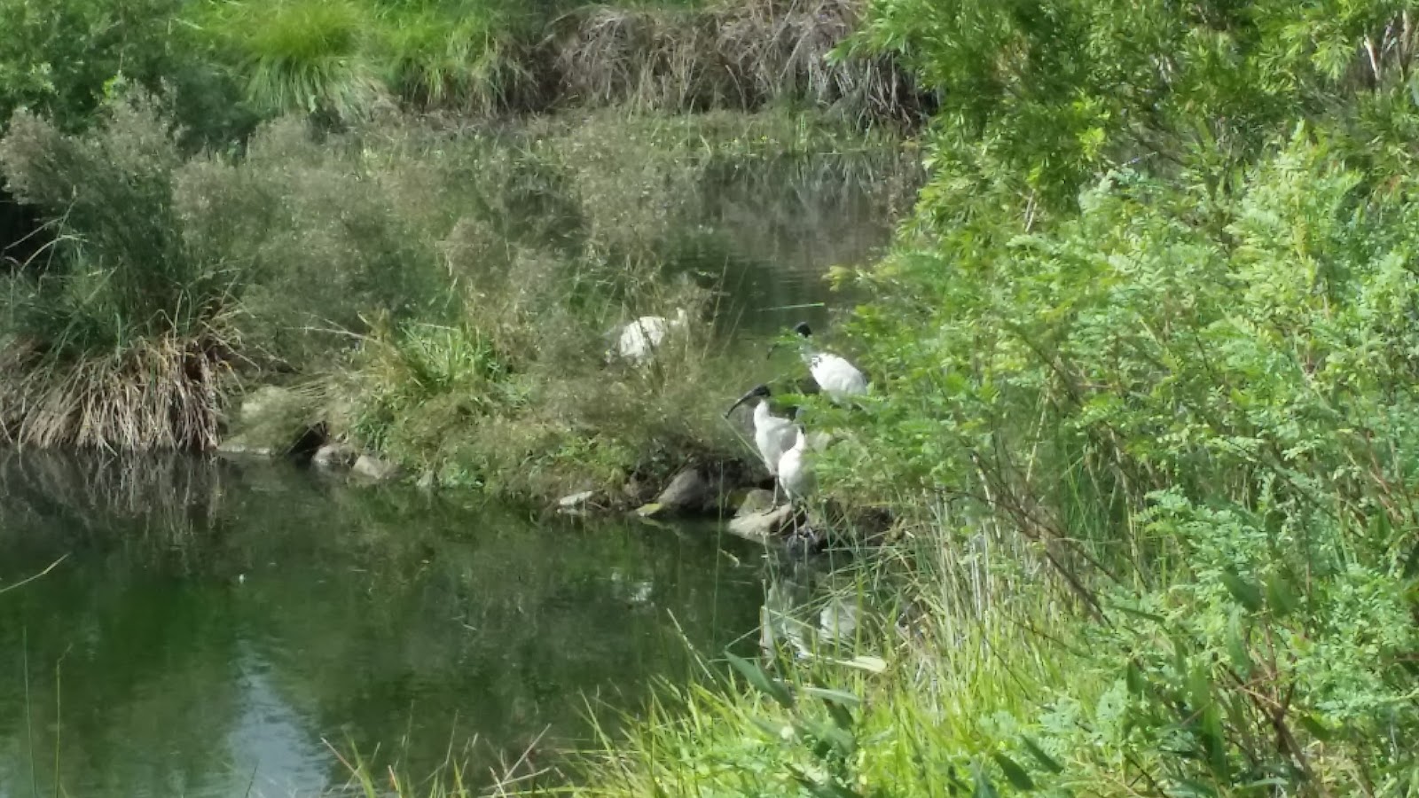 Counting Cormorants Cup and Saucer Creek Wetland