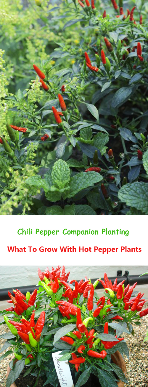 Guide How to Grow Your Own Chillies, Growing Chillies from