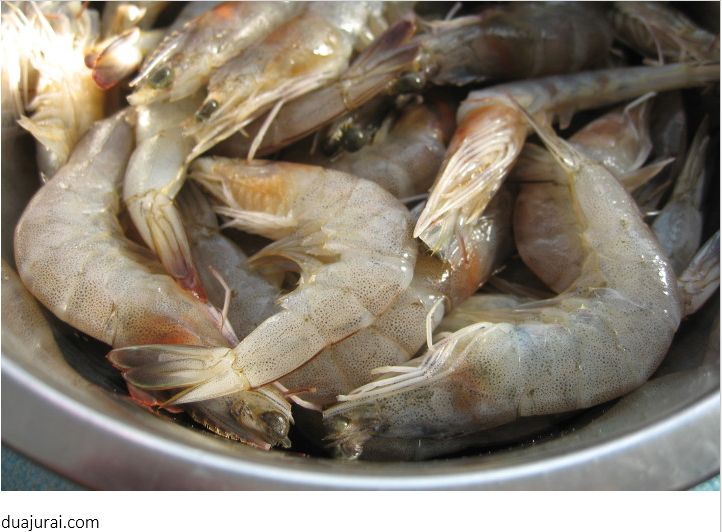 Jenis Pakan Ikan Arwana Agar cepat Besar, Warna untuk (Anakan dan Dewasa)