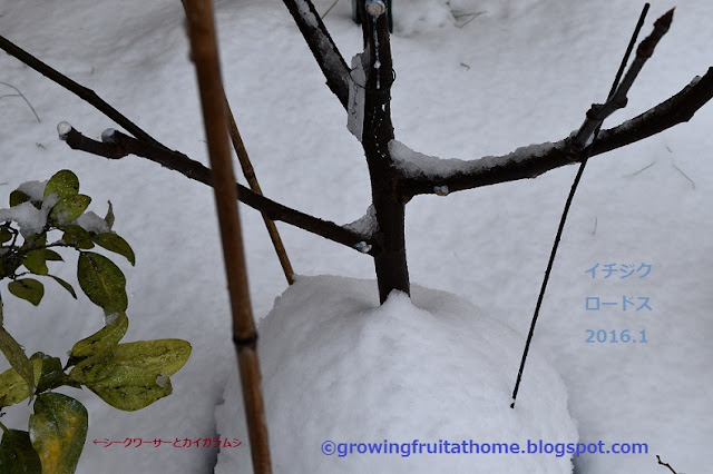 鉢植えイチジクの剪定と樹形