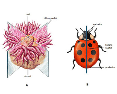 Perbedaan Protozoa Dan Metazoa Beserta Ciri Cirinya Dan