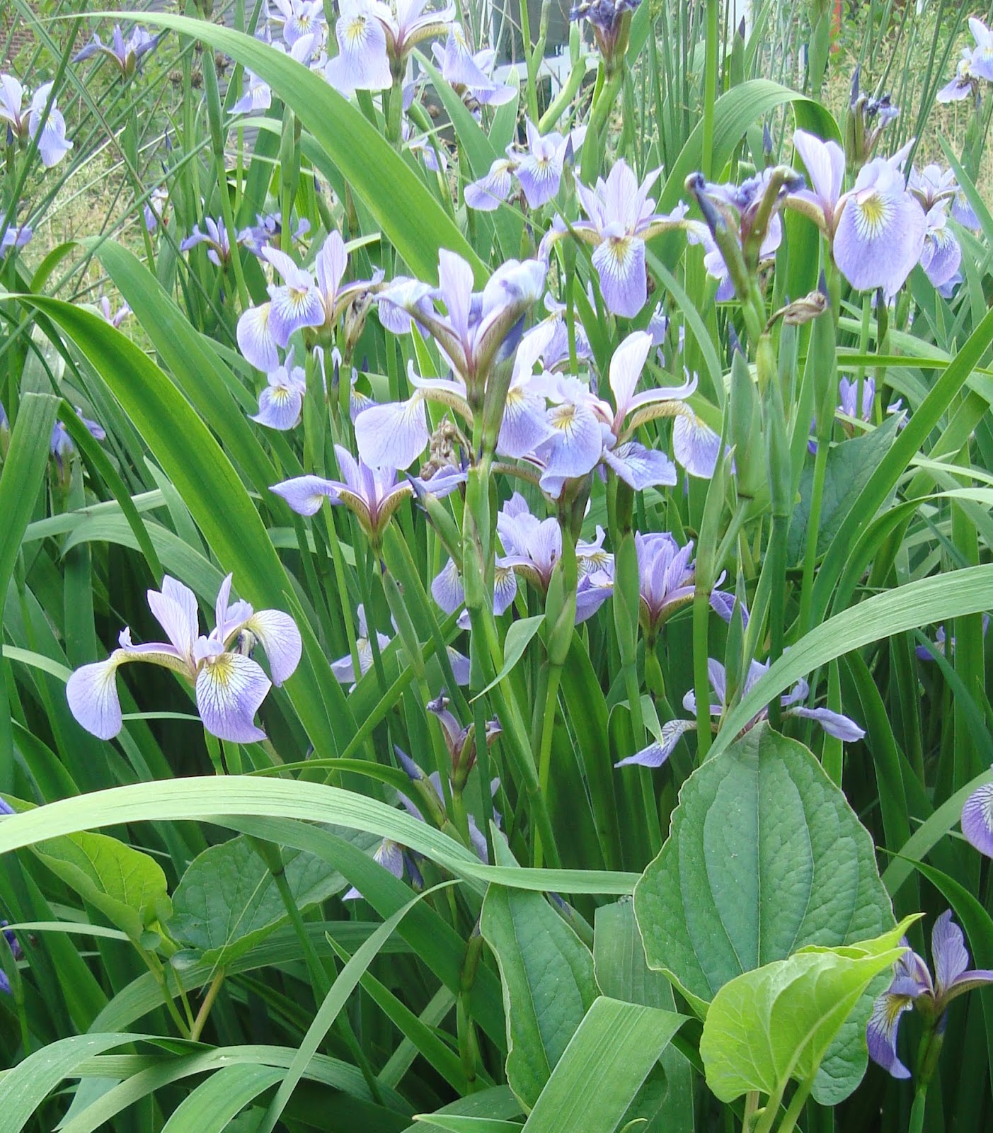 Princeton Nature Notes Some Native Wetland Irises