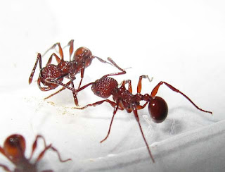 Pristomyrmex trachylissus workers
