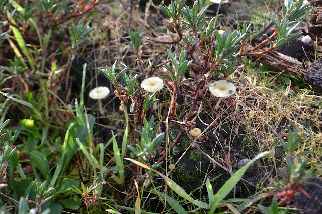 tiny mushrooms on a log vanishing in growth