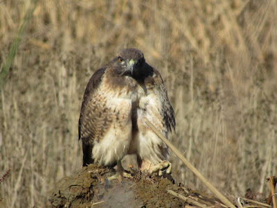 Red-tailed Hawk