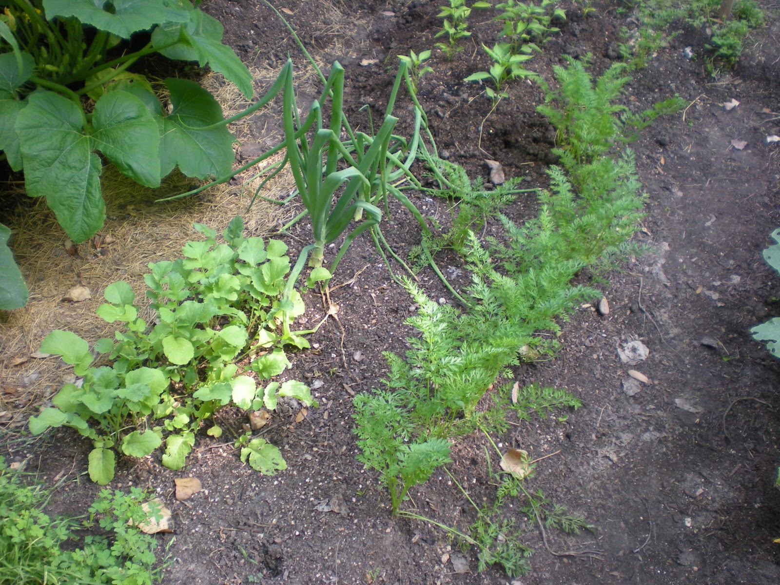 The Bread Maiden Pressurecooker wheat berries