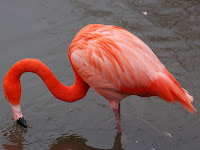 flamingo pictures