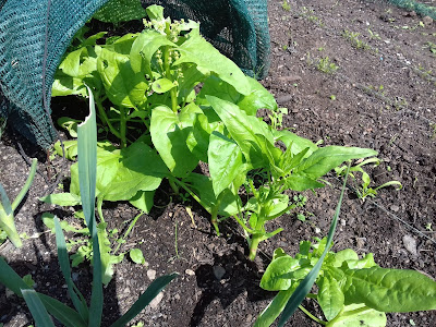 Allotment Growing - Summer Crops - Spinach