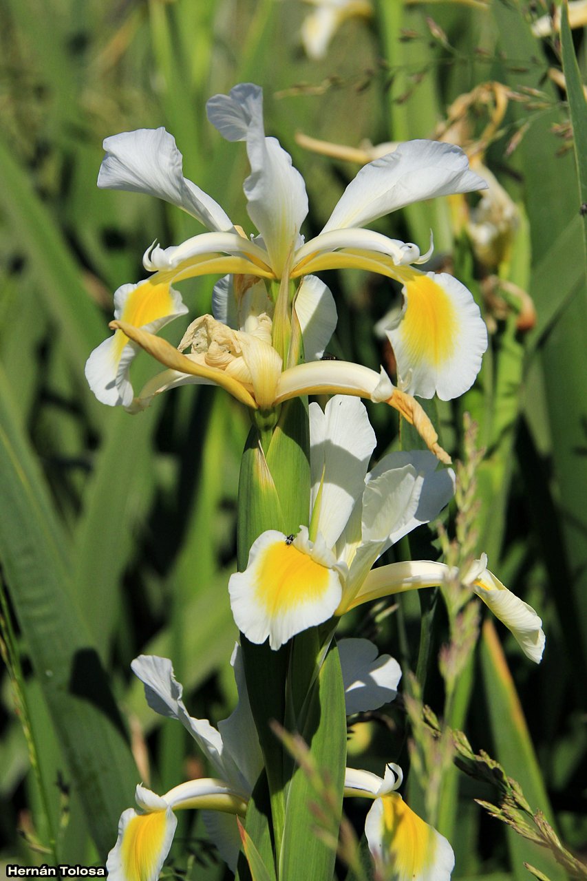 Flora Bonaerense: Lirio blanco (Iris orientalis)