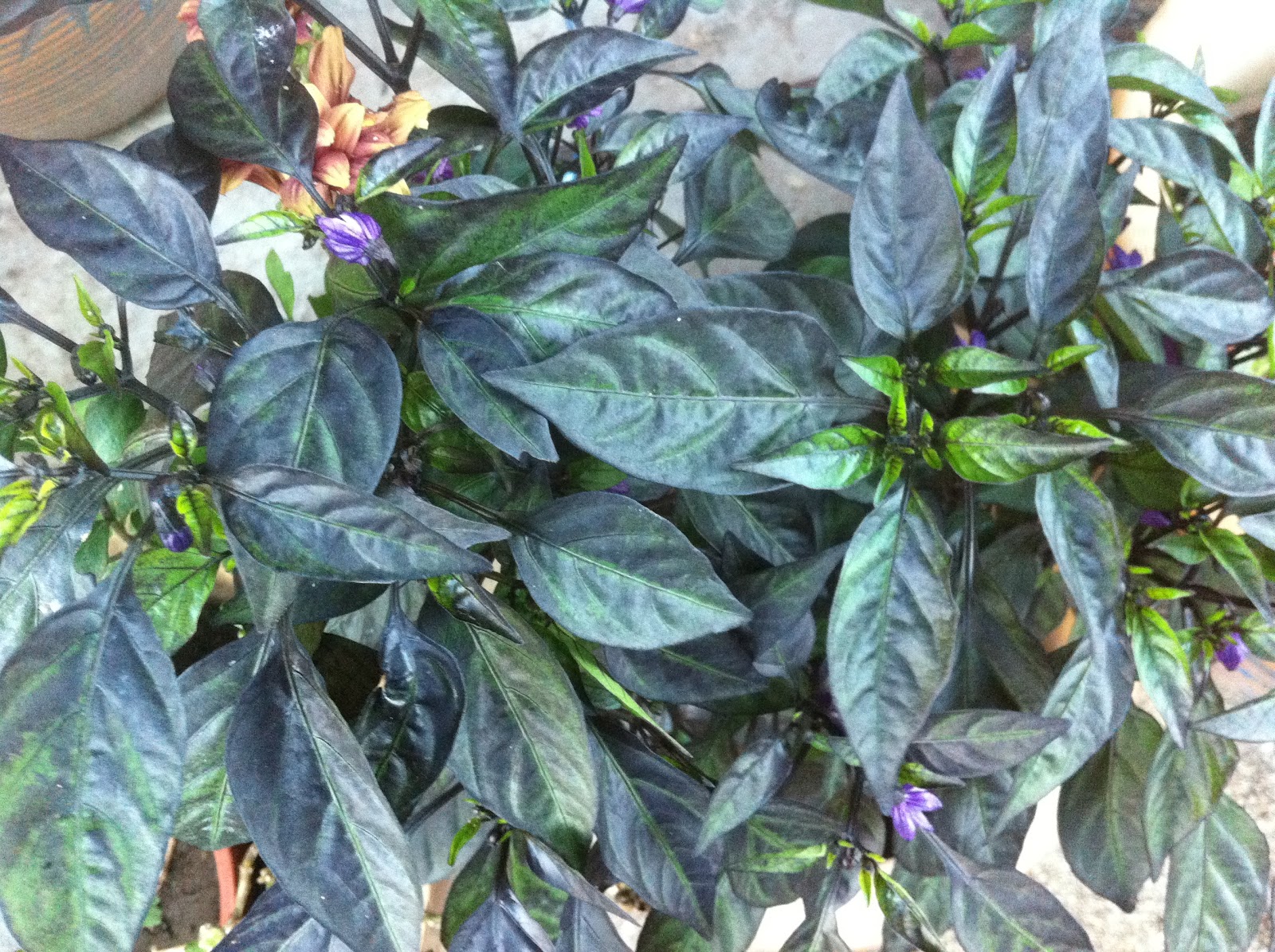 Purple hot pepper plant