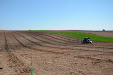 Planting Olive trees