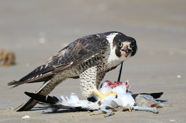 Peregrin Falcon
