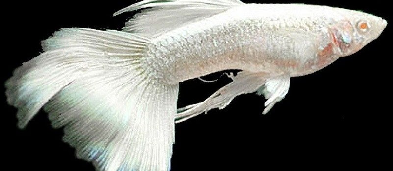 Harga Ikan Guppy Per Ekor Sekarang Ini