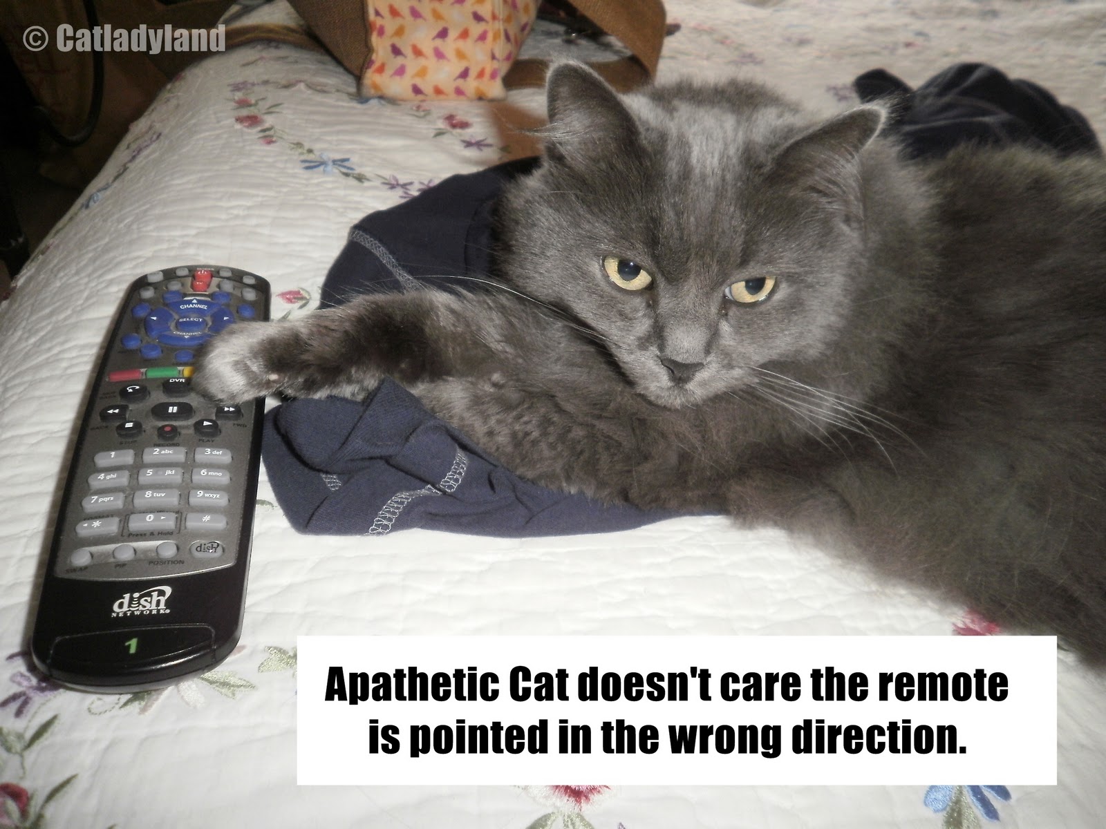 Catladyland: Cats are Funny: A Remote Chance the Cat Couldn't Care Less