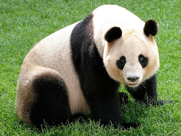panda av free
