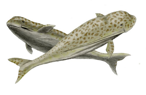 cetaceos prehistoricos de america Odobenocetops