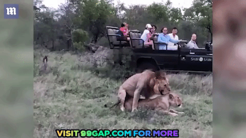 lioness%2Bmating%2Blol.gif