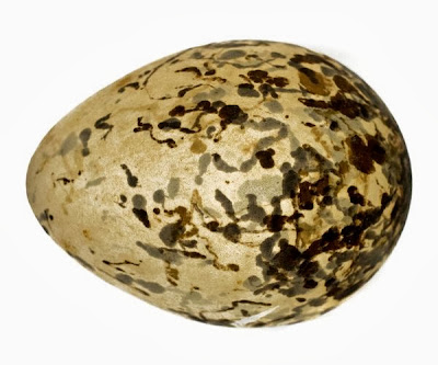 DNA analysis identifies endangered Indian bird egg