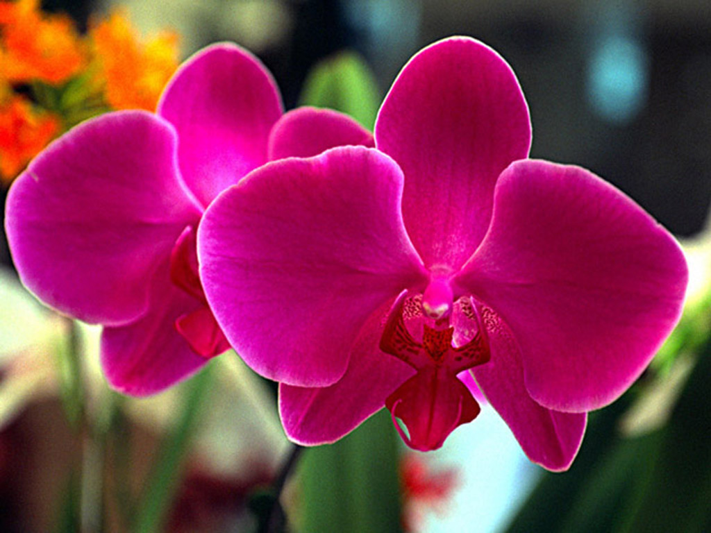 Plantas do Meu Jardim: 10 dicas para cuidar melhor das suas orquídeas