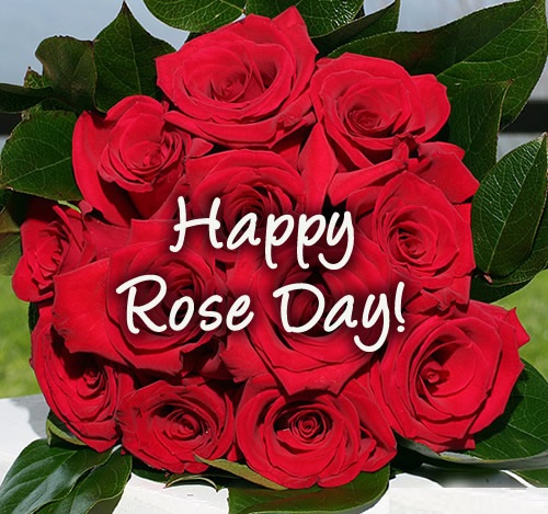 Happy Rose Day 2018 Happy Rose Day 2018