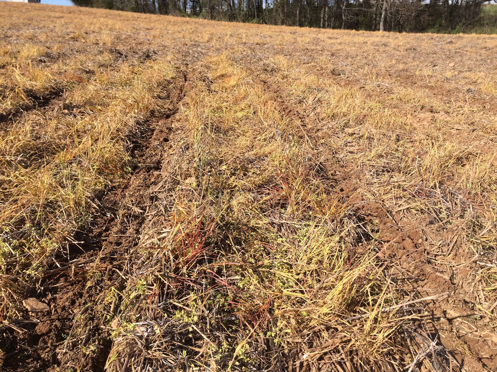 Jepson Family Farm How does a notill corn planter work?