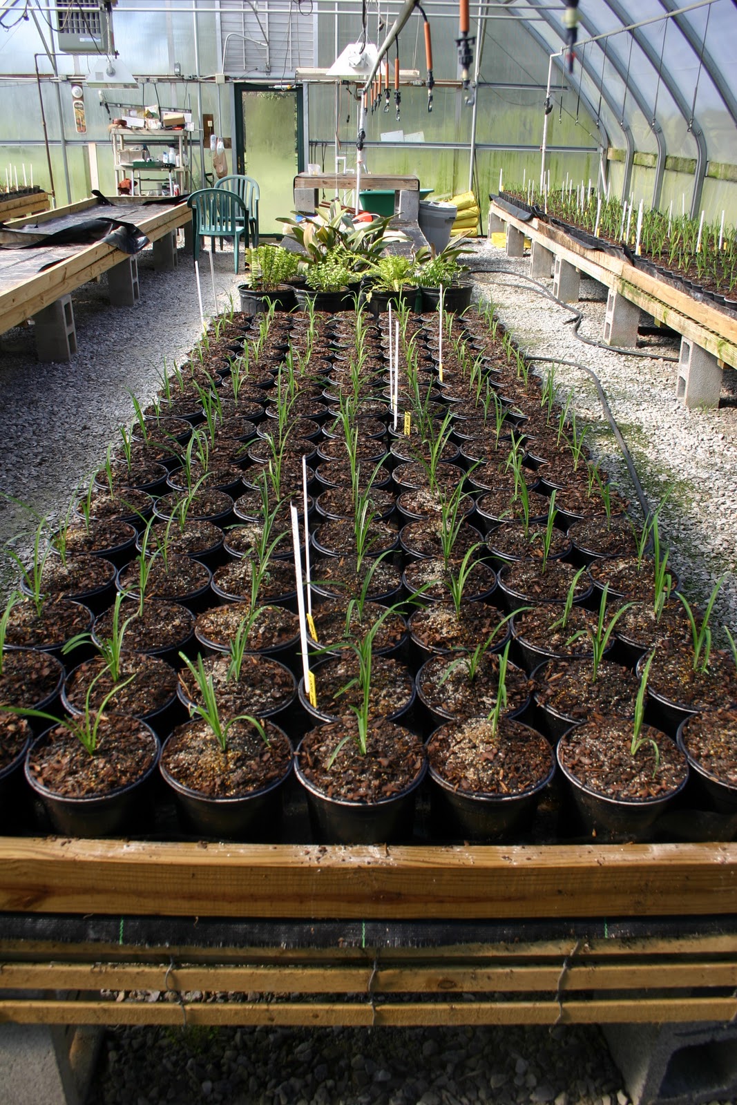 Lee's Daylily Potpourri Greenhouse Seedlings 10/21/2011