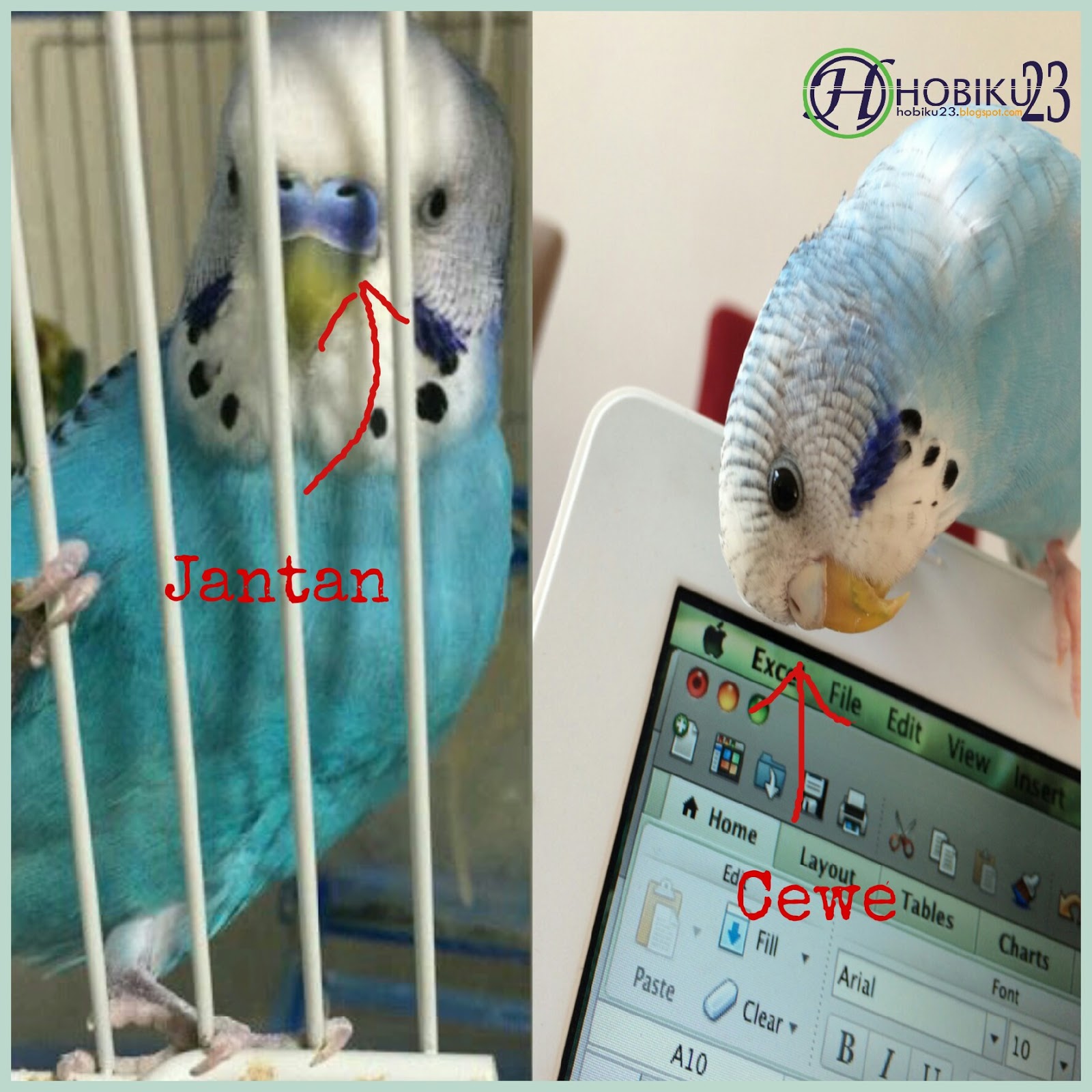 Ciri Membedakan Burung Parkit Jantan Dan Betina Infoburung