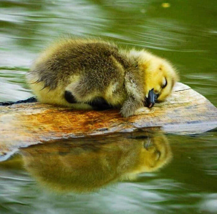 28 Incredibly Cute Pictures Every Duck Lover Will Fall For 28 Incredibly Cute Pictures Every Duck Lover Will Fall For