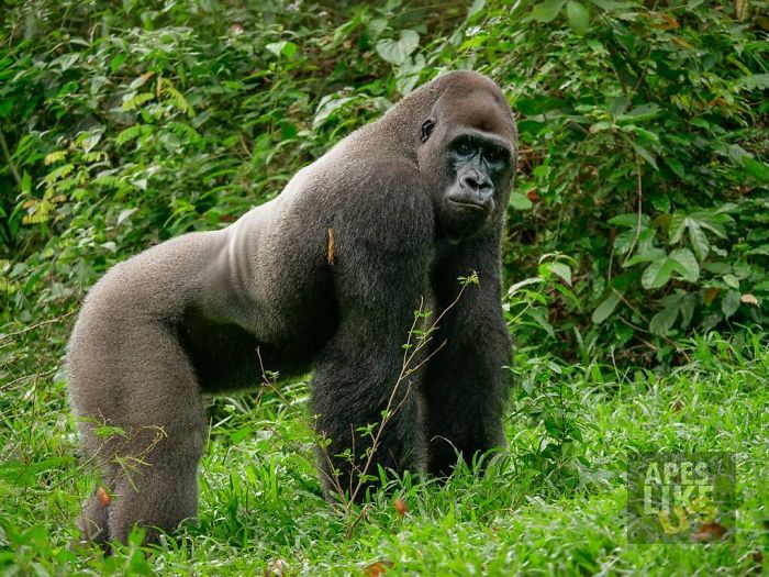 24-Year-Old Dominant Gorilla Met A Tiny Creature In The Forest, And A Heartwarming Moment Followed 24-Year-Old Dominant Gorilla Met A Tiny Creature In The Forest, And A Heartwarming Moment Followed