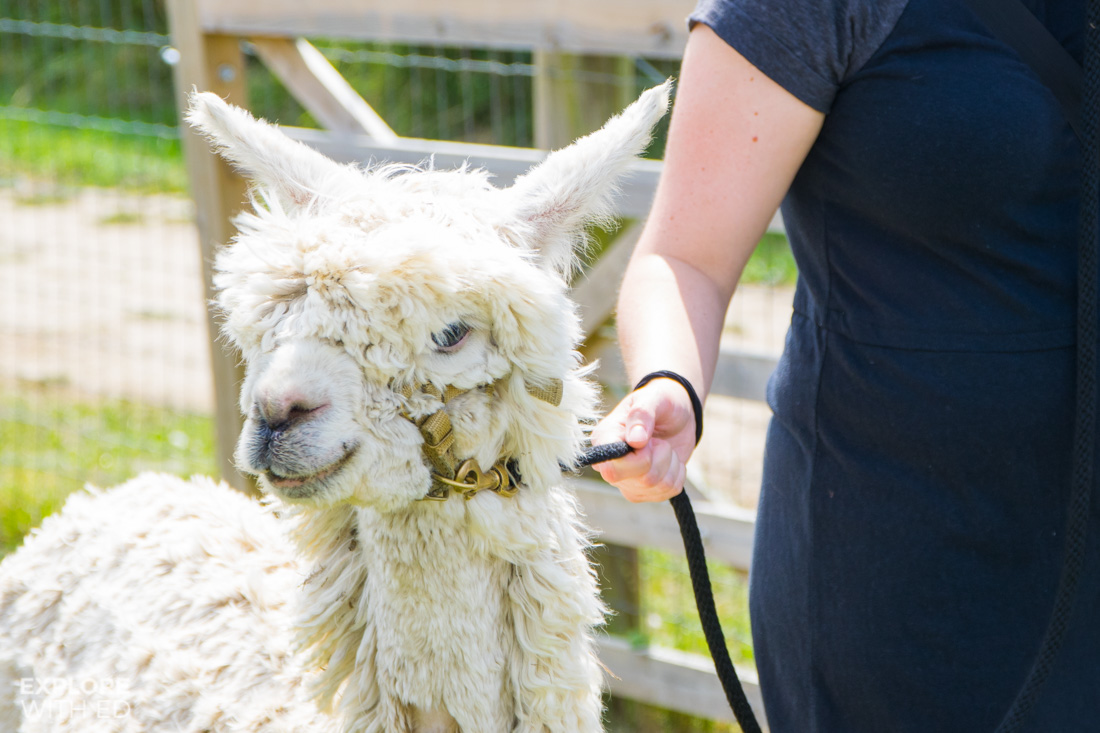 Walking with Alpacas and Llamas on the Isle of Wight