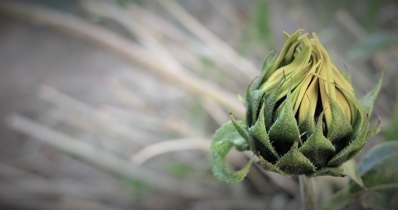 Living Rootless El Paso UTEP Pursed Lips