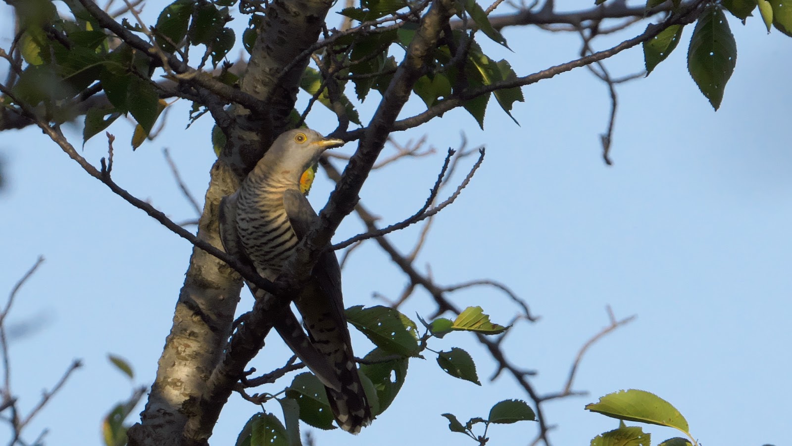 Típulas: 刺し傷、その正体、そして何を食べるか