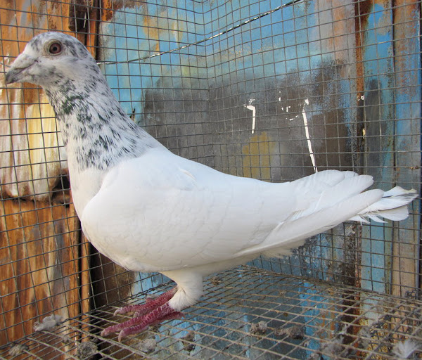 indian gola pigeon, indian gola pigeons, about indian gola pigeon, indian gola pigeon appearance, indian gola pigeon breed, indian gola pigeon breed info, indian gola pigeon breed facts, indian gola pigeon care, caring indian gola pigeon, indian gola pigeon color, indian gola pigeon characteristics, indian gola pigeon facts, indian gola pigeon for flying, indian gola pigeon history, indian gola pigeon info, indian gola pigeon images, indian gola pigeon origin, indian gola pigeon photos, indian gola pigeon pictures, indian gola pigeon rarity, raising indian gola pigeon, indian gola pigeon rearing, indian gola pigeon size, indian gola pigeon temperament, indian gola pigeon tame, indian gola pigeon uses, indian gola pigeon varieties, indian gola pigeon weight