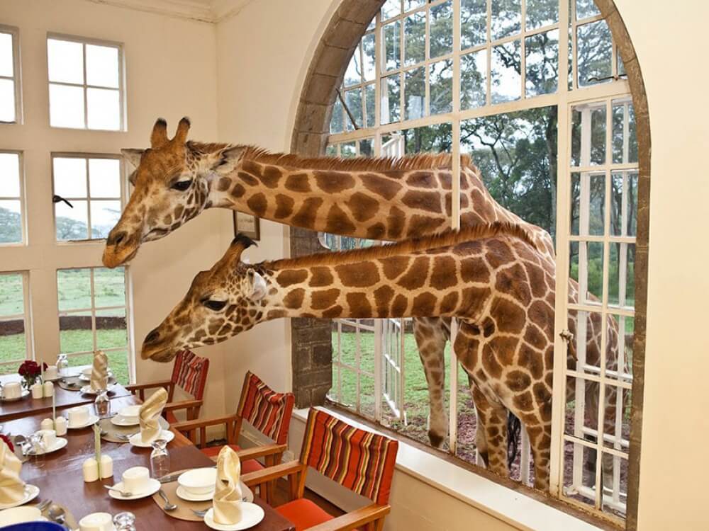 22 Stunning Hotels That Will Make You Want to Book Your Next Trip NOW! - Giraffe Manor, Kenya